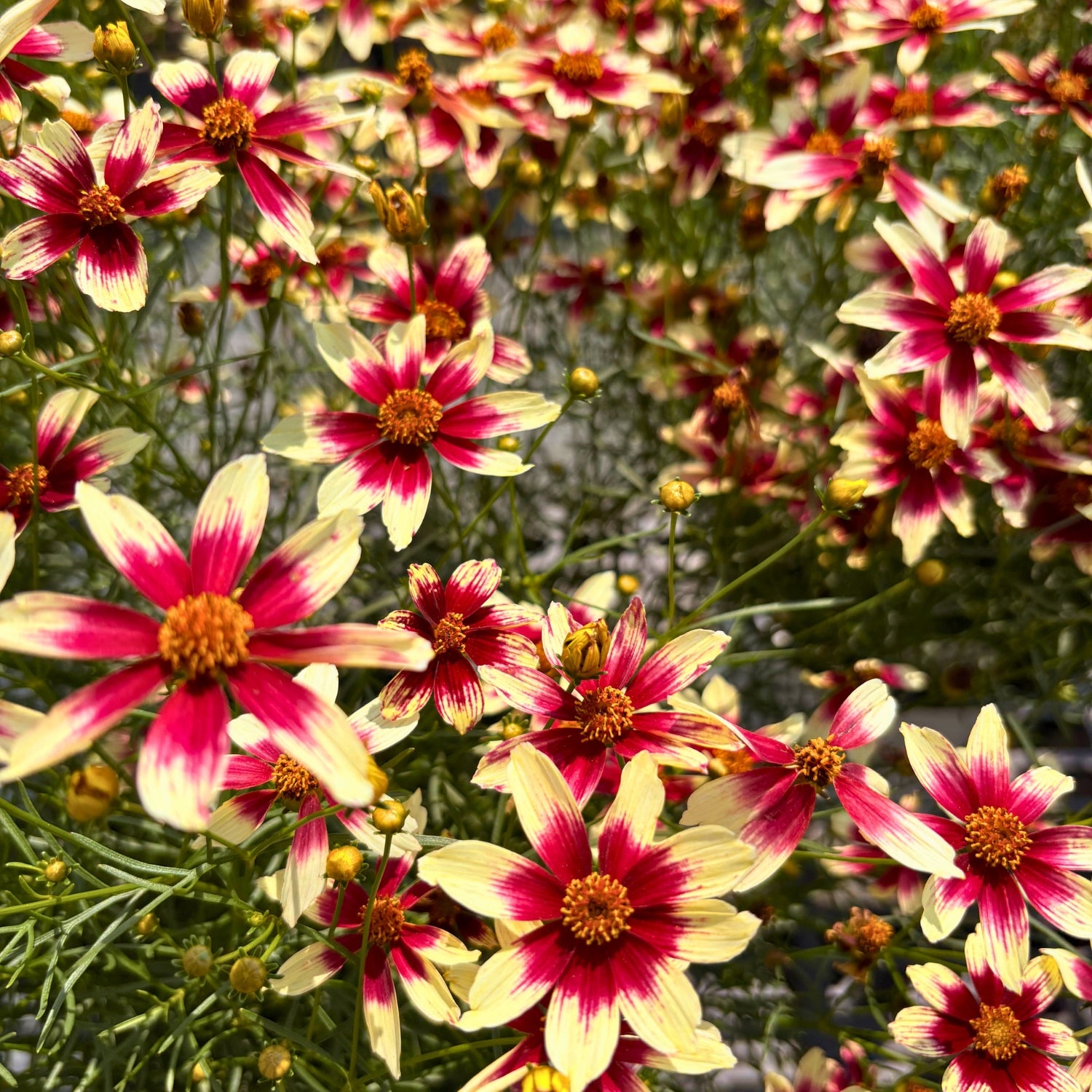 Designer Threads® ‘Heartstrings’ Coreopsis — Cream-and-Crimson Threadleaf Tickseed (Coreopsis verticillata ‘Heartstrings’) · 1.5 Gal
