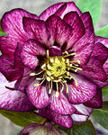 Helleborus 'Whirlwind Romance' (1 gallon)