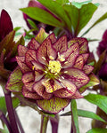 Helleborus 'Childhood Sweetheart' (1 quart)