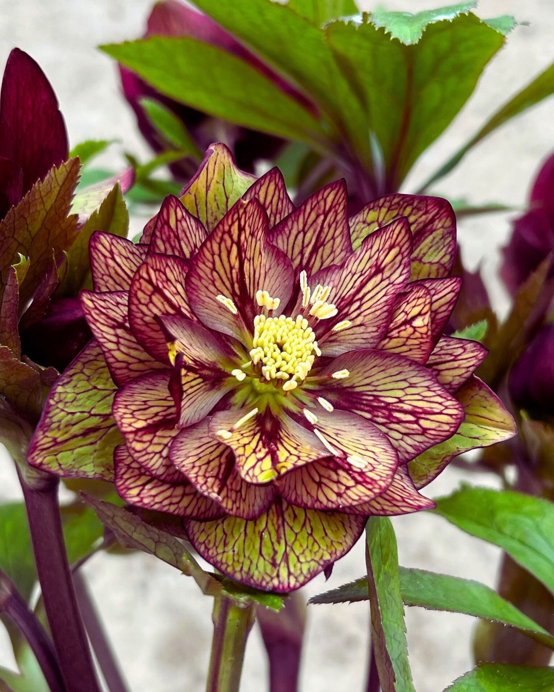 Helleborus 'Childhood Sweetheart' (1 quart)