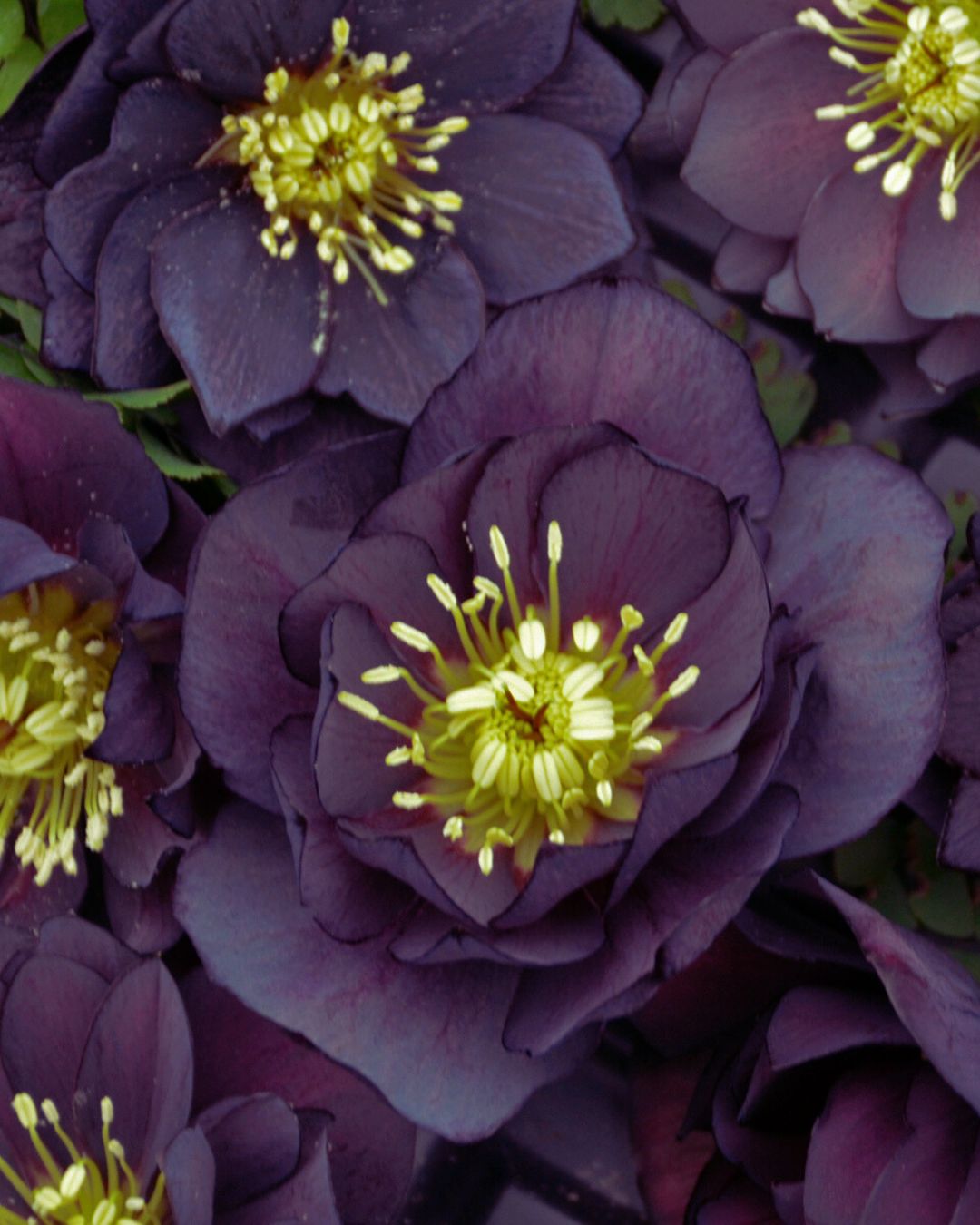 Helleborus 'Dark and Handsome' (1 gallon)