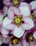 Helleborus 'French Kiss' (1 gallon)