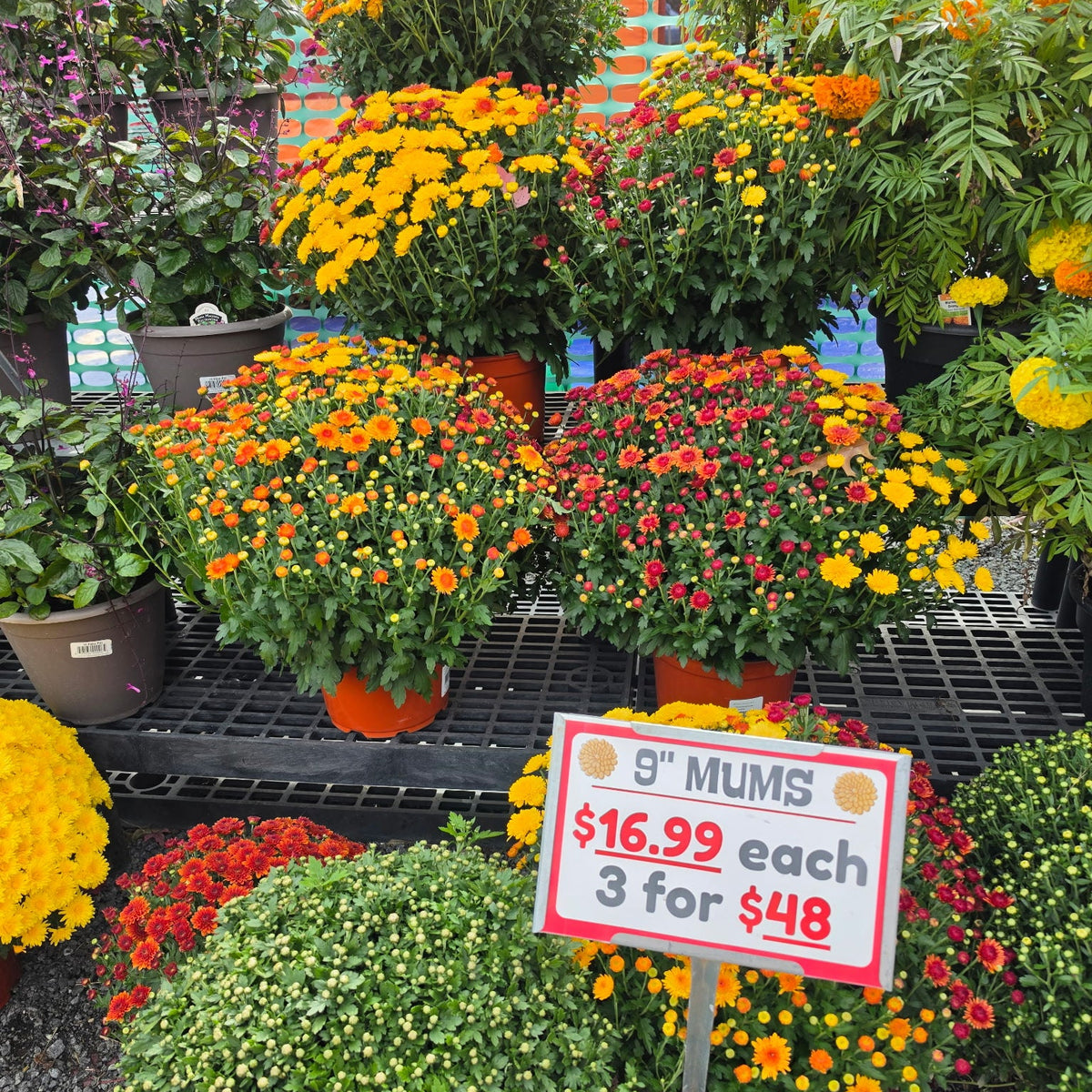 9in Garden Mum (Chrysanthemum × morifolium) · 9" Pot