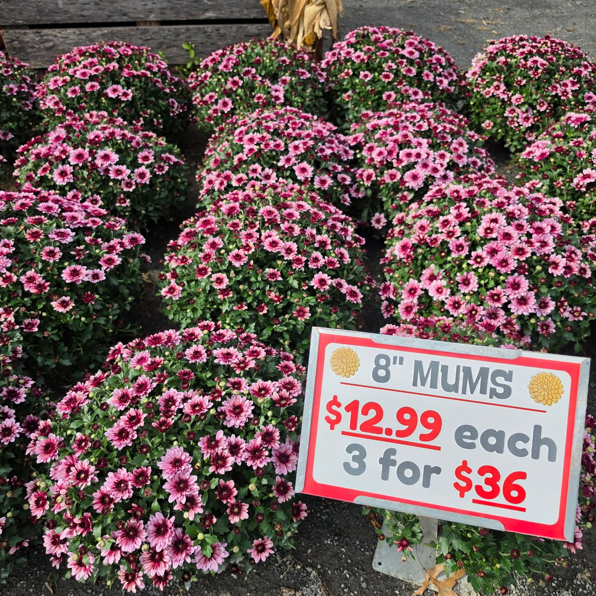 8in Garden Mum (Chrysanthemum × morifolium) · 8" Pot