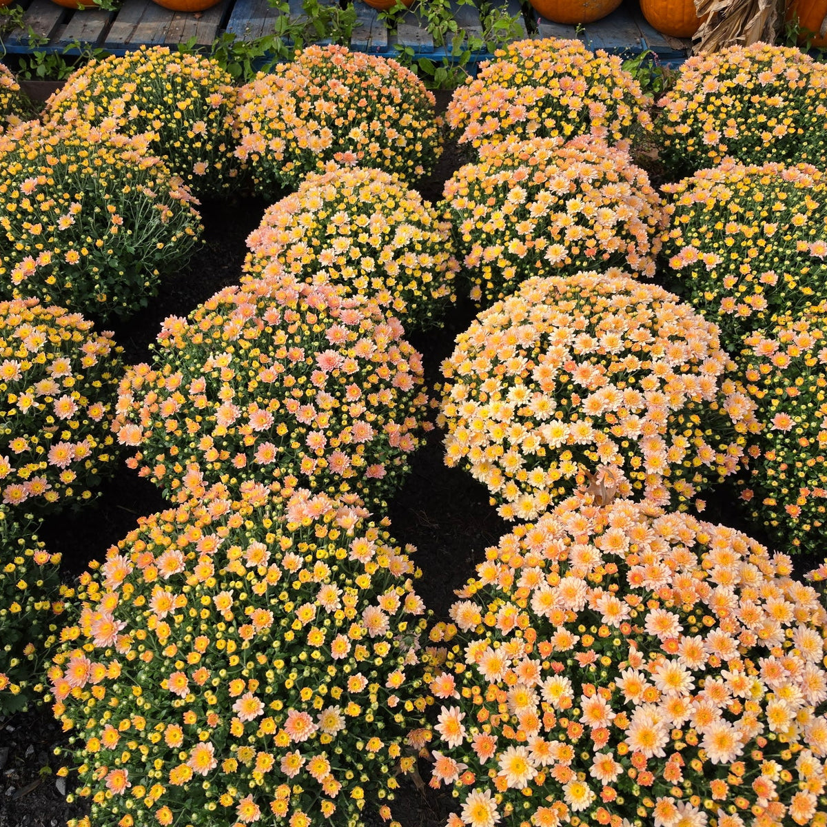 8in Garden Mum (Chrysanthemum × morifolium) · 8" Pot