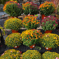 9in Garden Mum (Chrysanthemum × morifolium) · 9" Pot