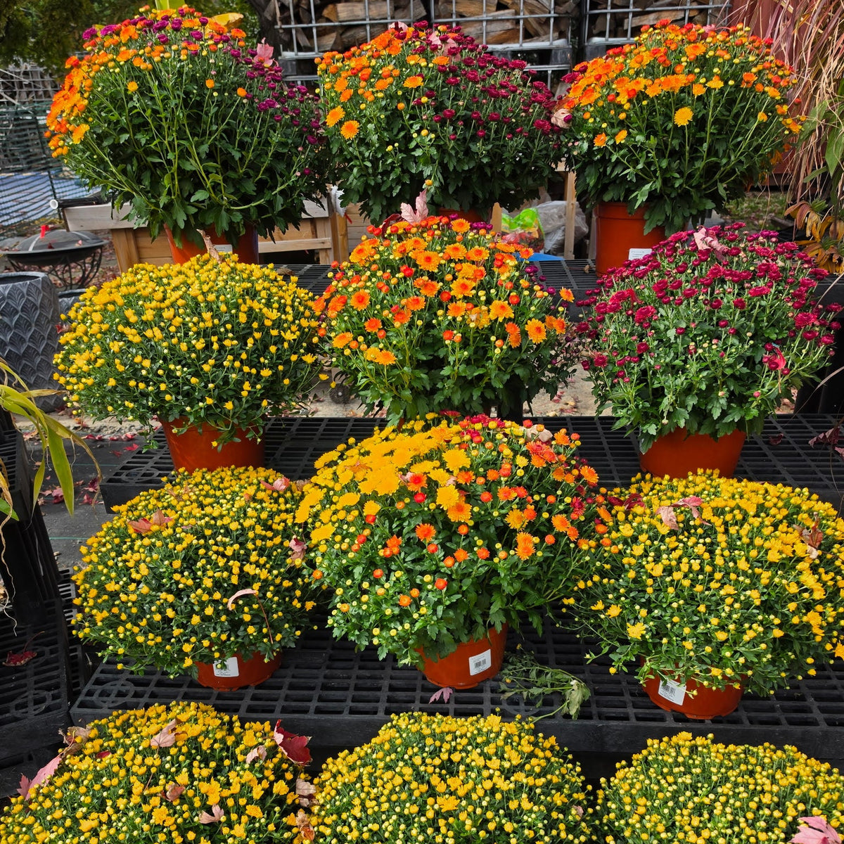 9in Garden Mum (Chrysanthemum × morifolium) · 9" Pot