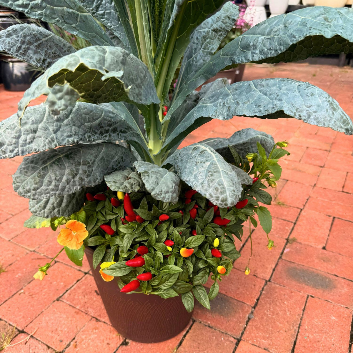 12in Fall Combo, Kale Centerpiece