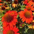 KISMET® ‘Intense Orange’ Echinacea — Compact Orange Coneflower (Echinacea ‘TNECHKIO’) · 1.5 Gal