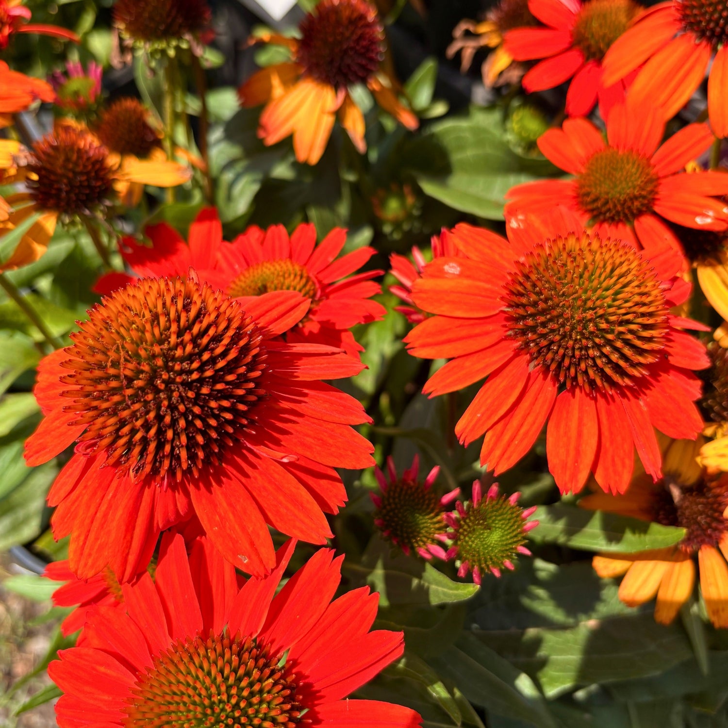 KISMET® ‘Intense Orange’ Echinacea — Compact Orange Coneflower (Echinacea ‘TNECHKIO’) · 1.5 Gal
