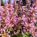 Poquito Lavender Agastache — Dwarf Hummingbird Mint (Agastache 'Poquito Lavender') · 1.5 Gal
