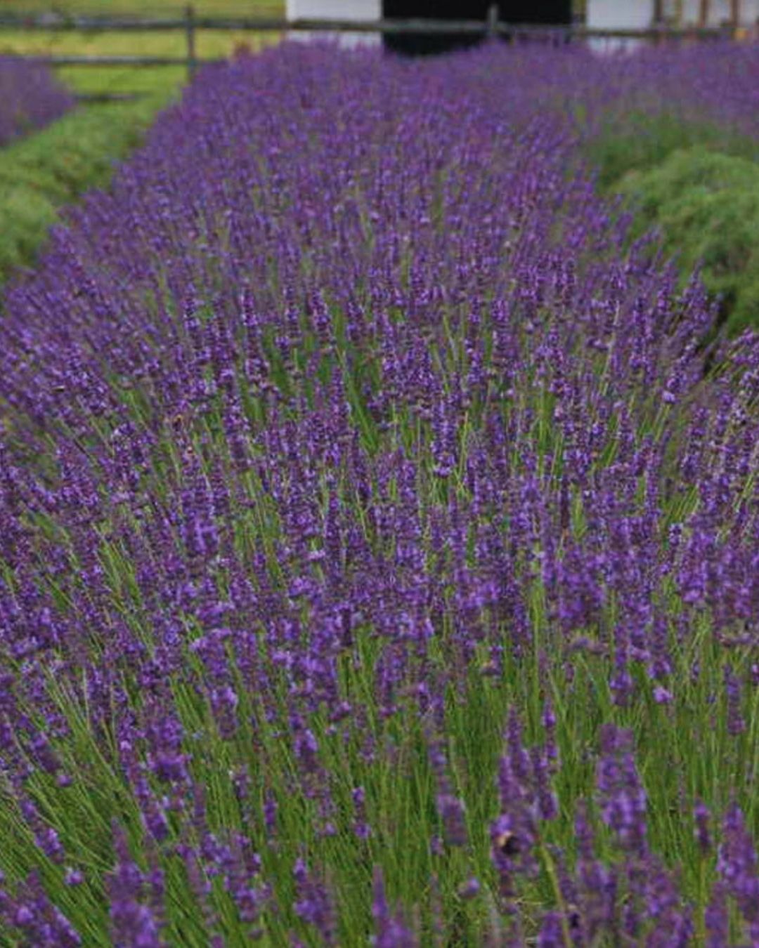 Lavandula ‘Phenomenal’ (1 gallon)