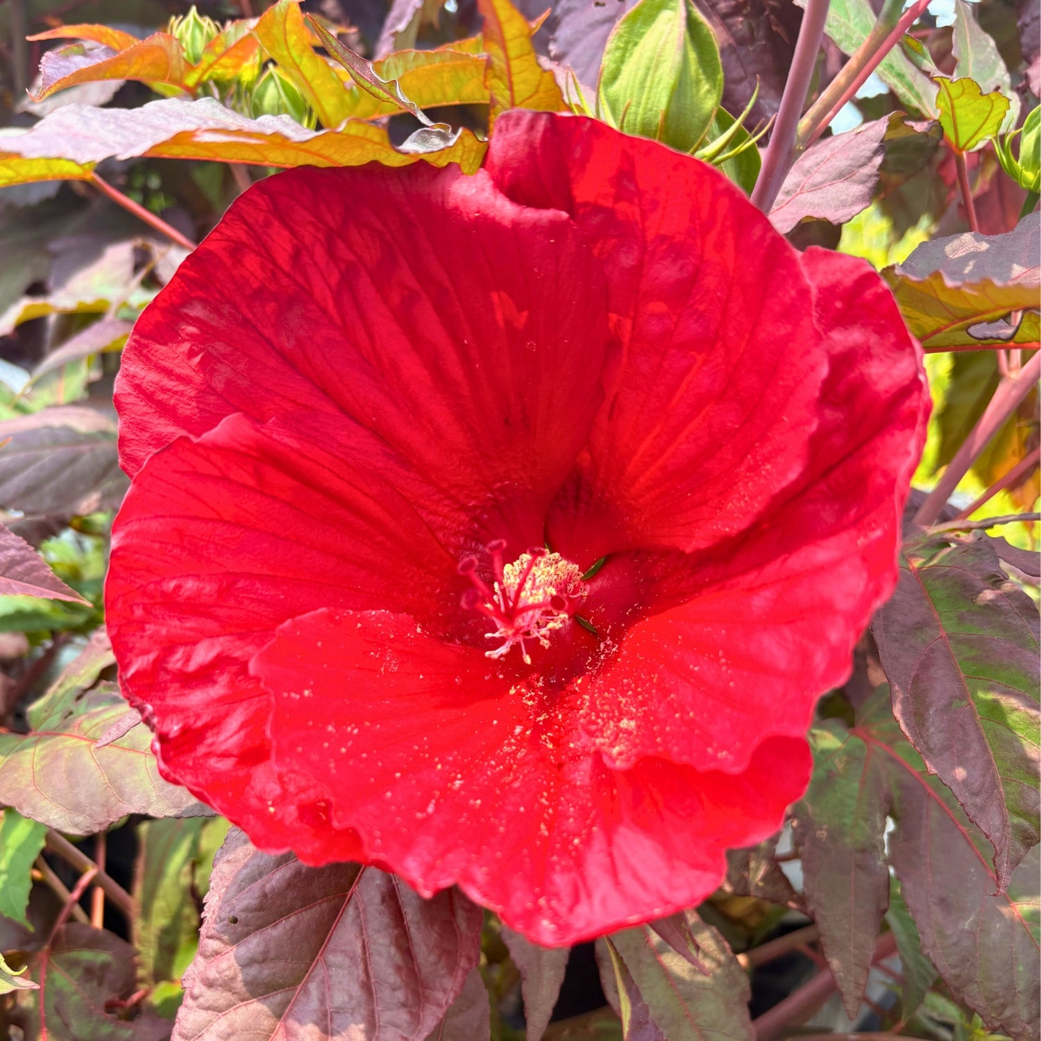 Midnight Marvel Hibiscus — Hibiscus 'Midnight Marvel' · 2 Gal