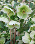 Frostkiss Hellebore ‘Molly’s White’ (1 gallon)