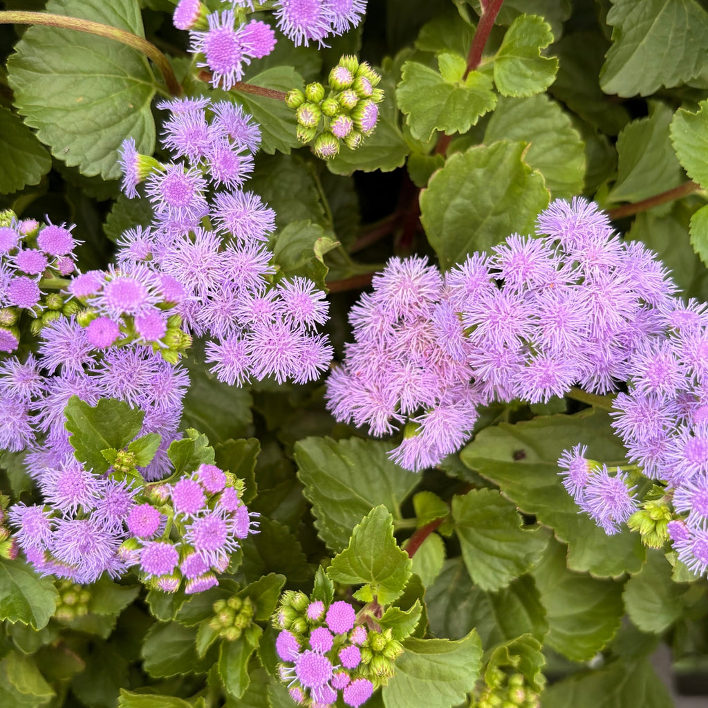 Monarch Magic Ageratum — Butterfly-Magnet Bloomer (Ageratum houstonianum 'Monarch Magic') · 6" Pot