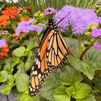 Monarch Magic Ageratum — Butterfly-Magnet Bloomer (Ageratum houstonianum 'Monarch Magic') · 6" Pot