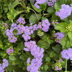 Monarch Magic Ageratum — Butterfly-Magnet Bloomer (Ageratum houstonianum 'Monarch Magic') · 6" Pot