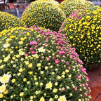 12in Mum Patio Pot (Chrysanthemum × morifolium) · 12" Pot