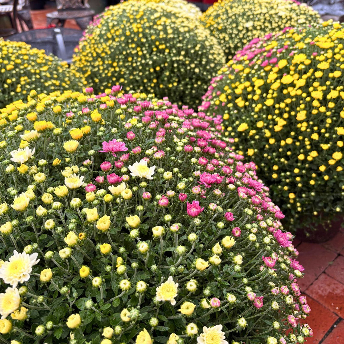 12in Mum Patio Pot (Chrysanthemum × morifolium) · 12" Pot