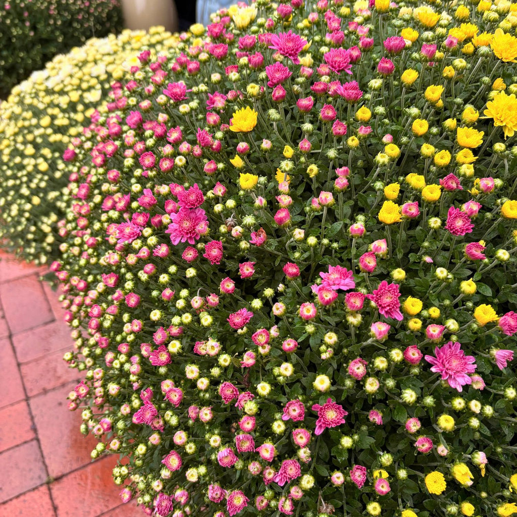 12in Mum Patio Pot (Chrysanthemum × morifolium) · 12" Pot