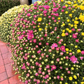 12in Mum Patio Pot (Chrysanthemum × morifolium) · 12" Pot