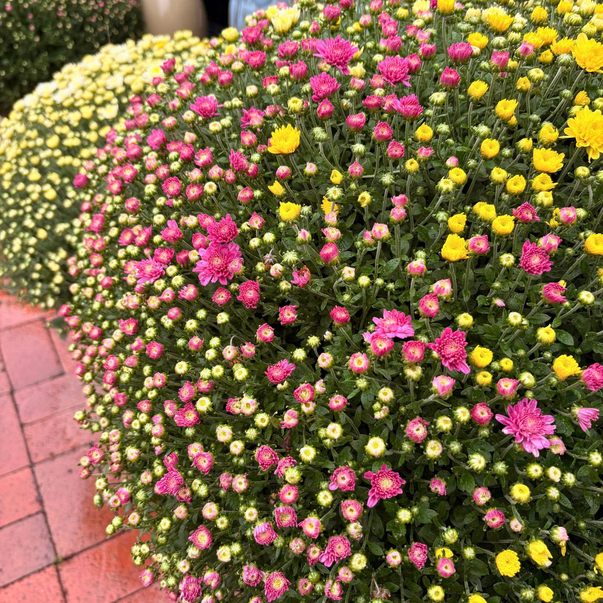 12in Mum Patio Pot (Chrysanthemum × morifolium) · 12" Pot