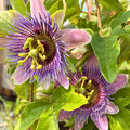 Blue Passionflower — Passiflora Caerulea · 8" Pot