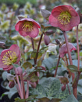Frostkiss Hellebore ‘Penny’s Pink’ (1 gallon)