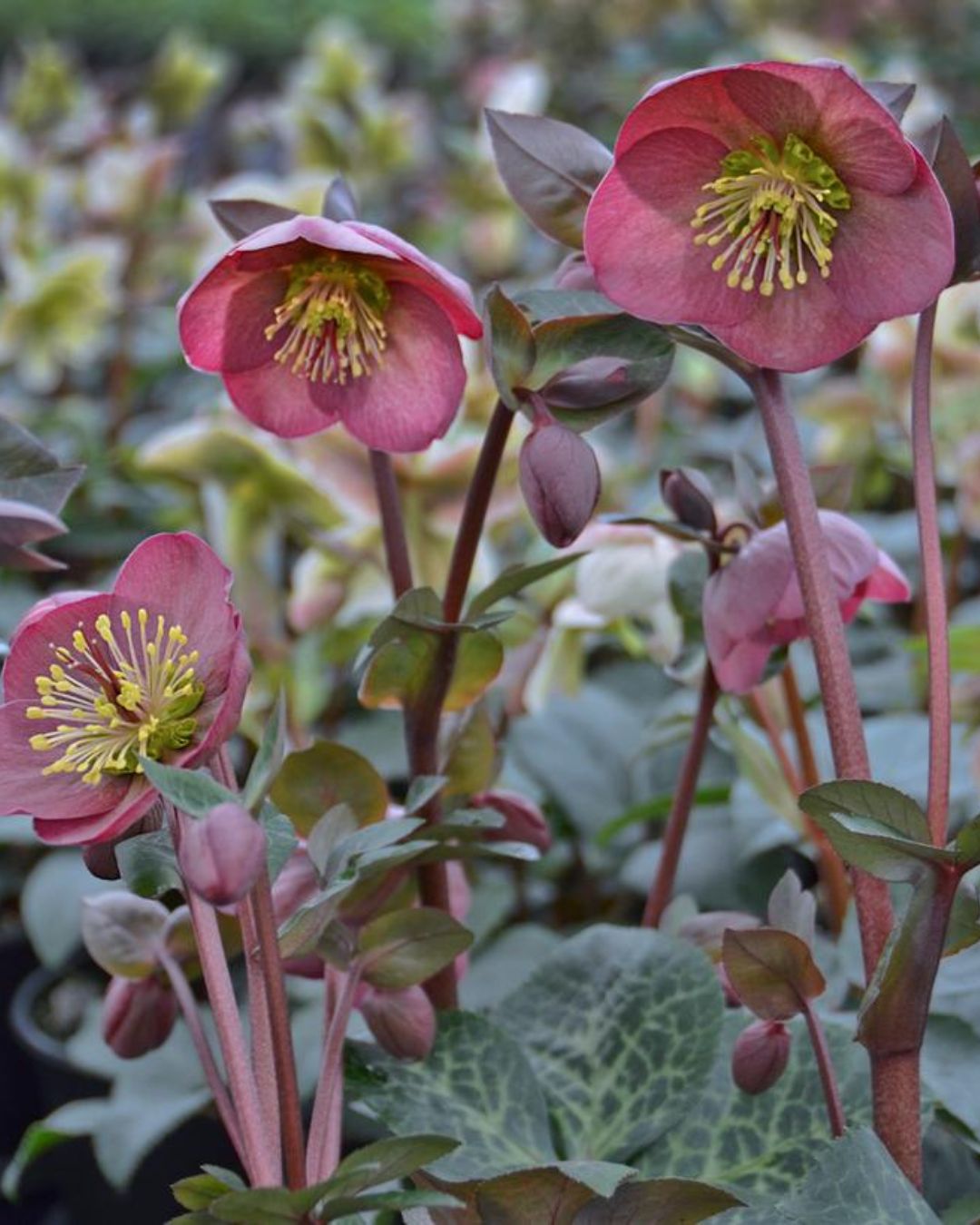 Frostkiss Hellebore ‘Penny’s Pink’ (1 gallon)