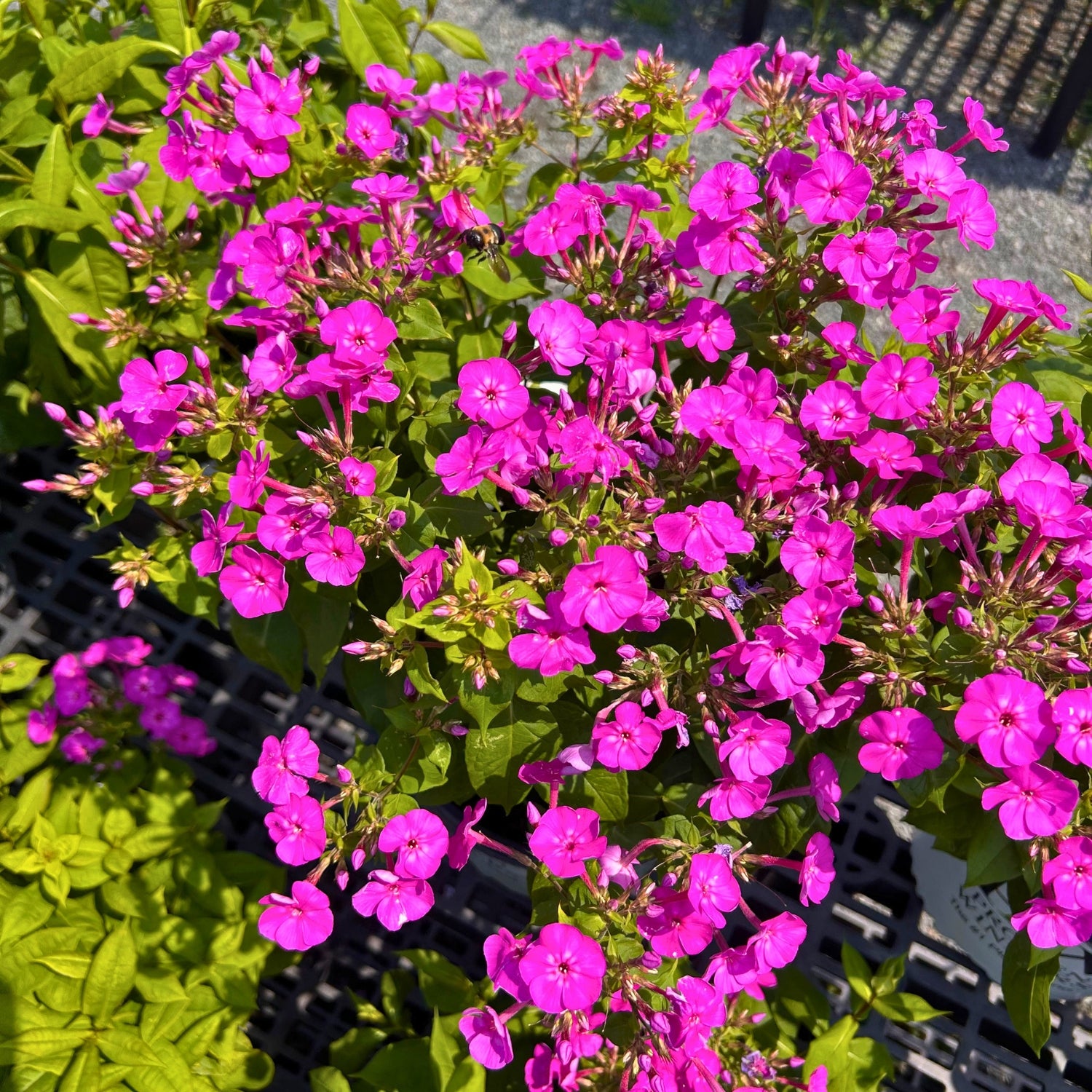 Luminary® 'Evening Glow' Phlox — Fragrant Tall Garden Phlox (Phlox paniculata 'Evening Glow') · 2 Gal