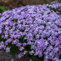 Creeping Phlox 'Blue Emerald' (1 gallon)