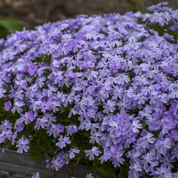 Creeping Phlox 'Blue Emerald' (1 gallon)