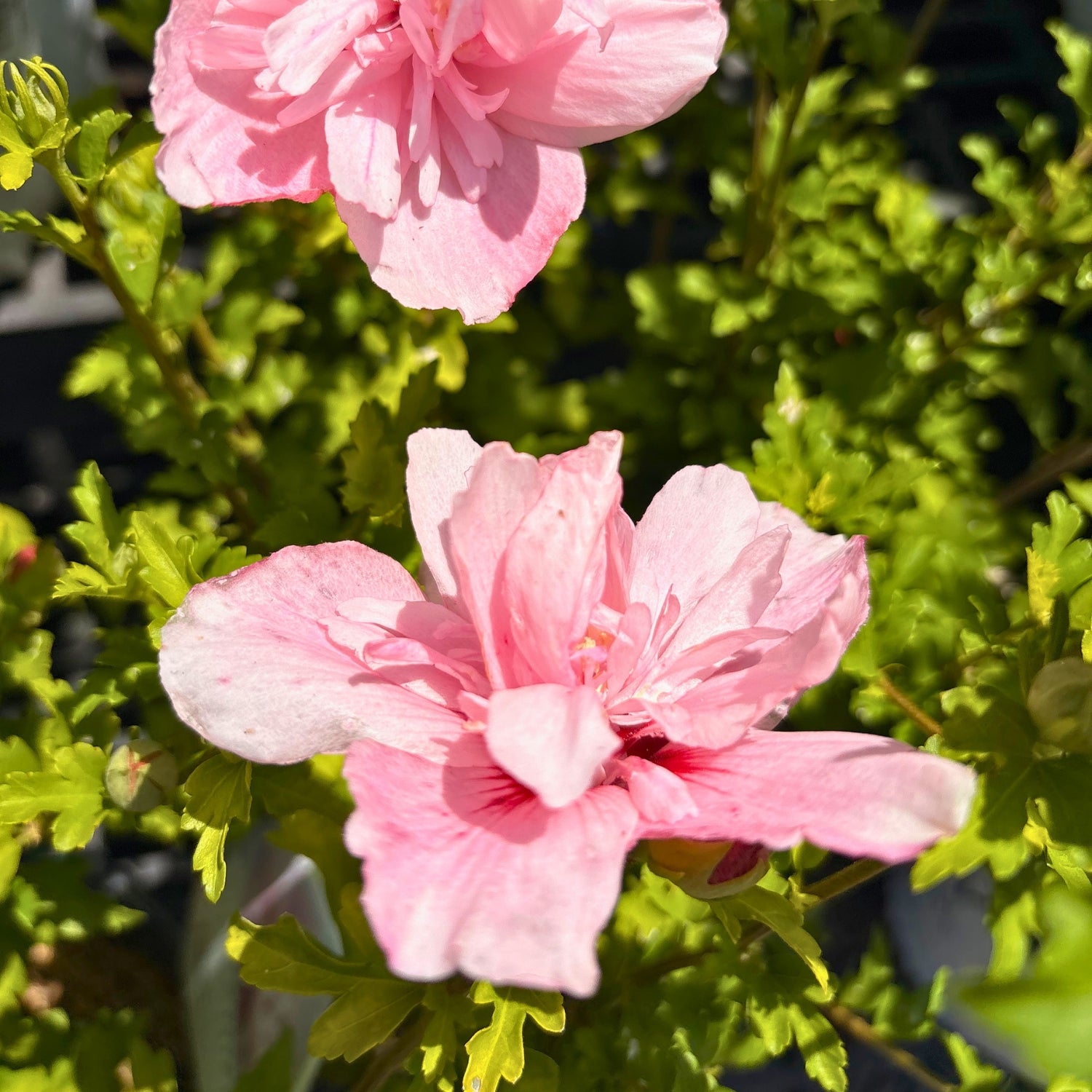 Pink Chiffon Rose of Sharon — Double-Bloom Summer Shrub (Hibiscus syriacus 'Pink Chiffon') · 1 Gal