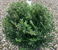 ILEX C. 'WILLOWAY'  G3 15"