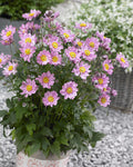ANEMONE 'FANTASY POCAHANTAS'  19CM