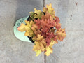 HEUCHERA 'ZIPPER'  19CM PTW