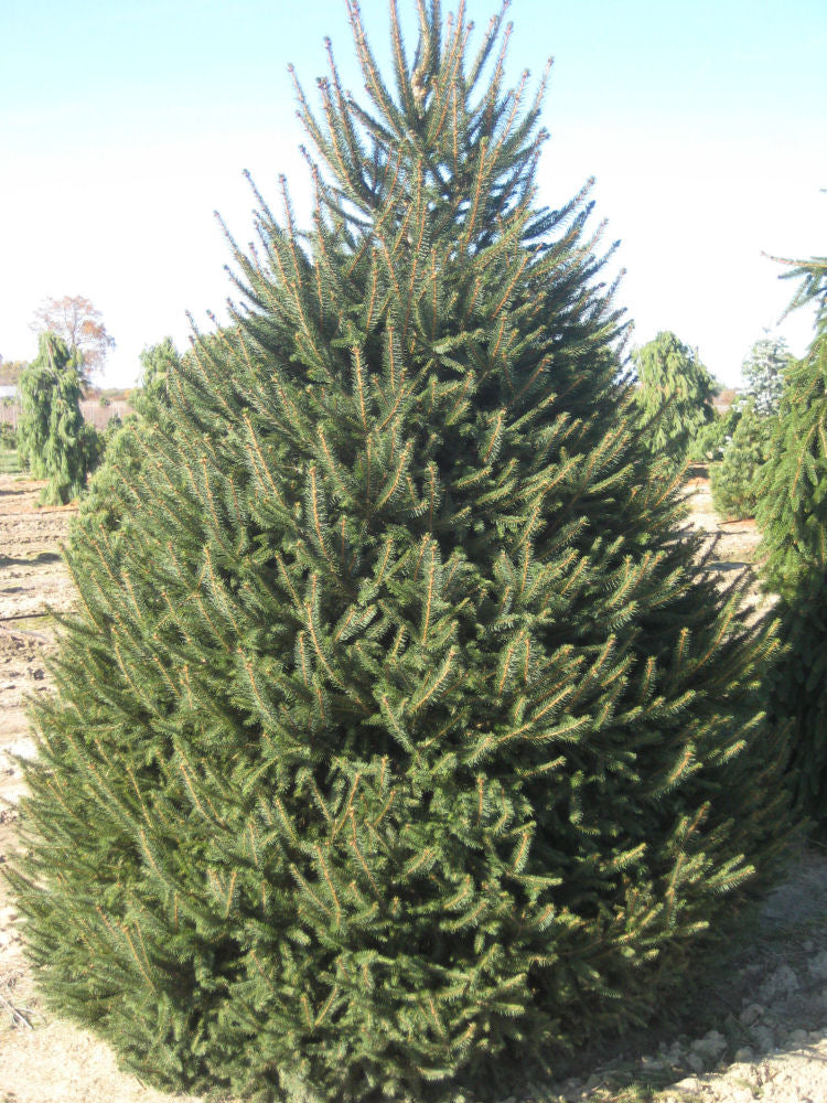 PICEA ABIES  G2 15"