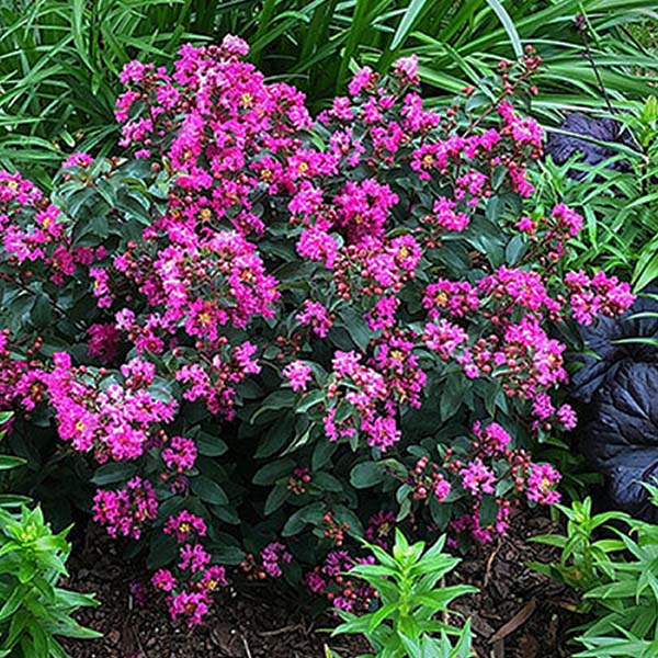 LAGERSTROEMIA X 'CHERRY DELIGHT'  G3