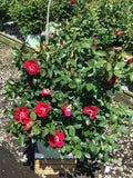 ROSE 'RED STREAMER'  G3 PTW
