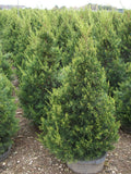 JUNIPER C. 'HETZII COLUMNARIS'  G3 24"