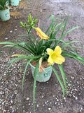 HEMER 'BIG TIME HAPPY'  19CM PTW
