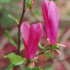 MAGNOLIA X 'SUSAN'  G3 36-42"