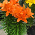 LILIUM ASIATIC 'TINY DBL DUTCH'  19CM