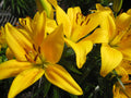 Tiny Bee Asiatic Lily (LILIUM ASIATIC TINY BEE)