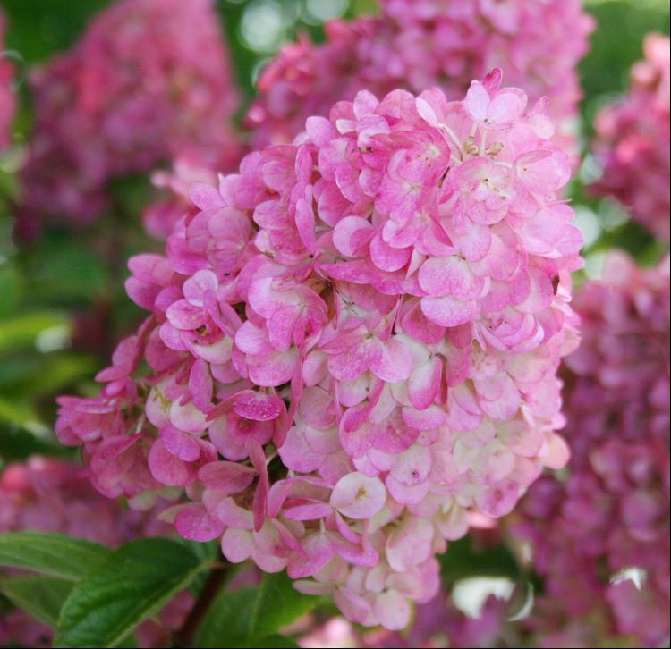 First Editions® Strawberry Sundae® Hydrangea (Hydrangea paniculata ‘Rensun’)