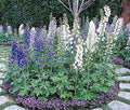 Guardian Mix Larkspur (DELPHINIUM E. GUARDIAN MIX)