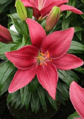 Tiny Pearl Asiatic Lily (LILIUM ASIATIC TINY PEARL)