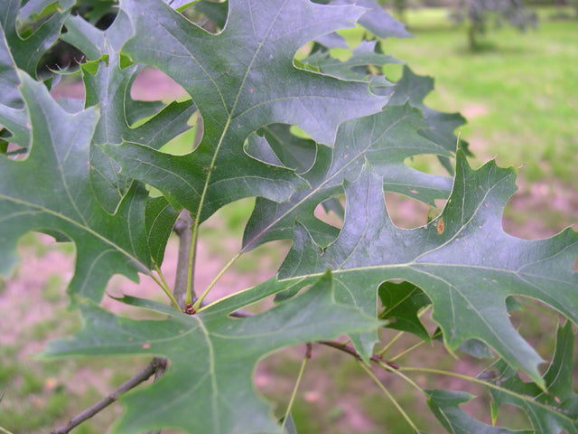 Pin Oak (QUERCUS PALUSTRIS)