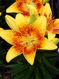 Tiny Nugget Asiatic Lily (LILIUM ASIATIC TINY NUGGET)