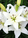 Tiny Crystal Asiatic Lily (LILIUM ASIATIC TINY CRYSTAL)